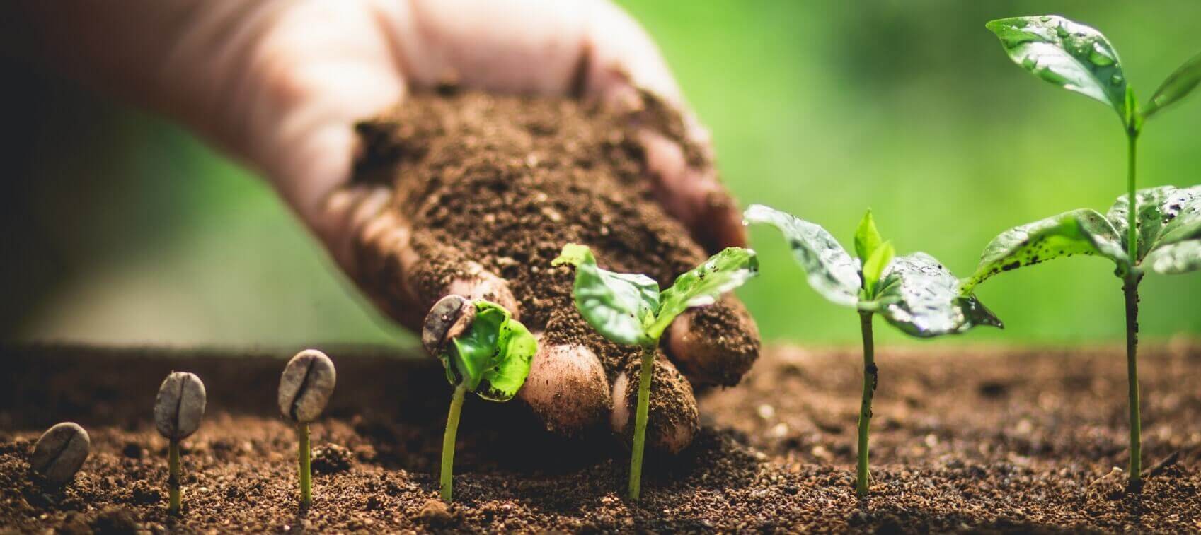 <p>soil-based</p>