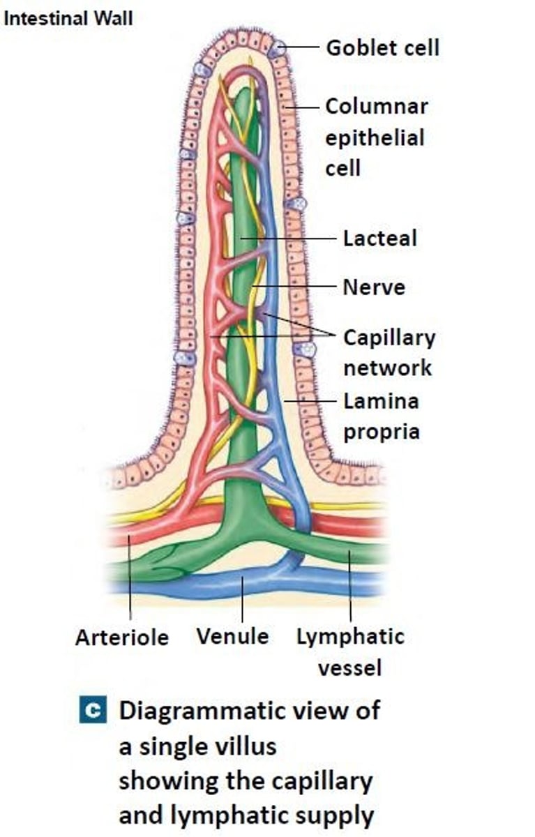 <p>Through specific amino acid and peptide transporters in the intestinal cells.</p>