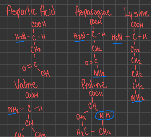 <p>proline</p>