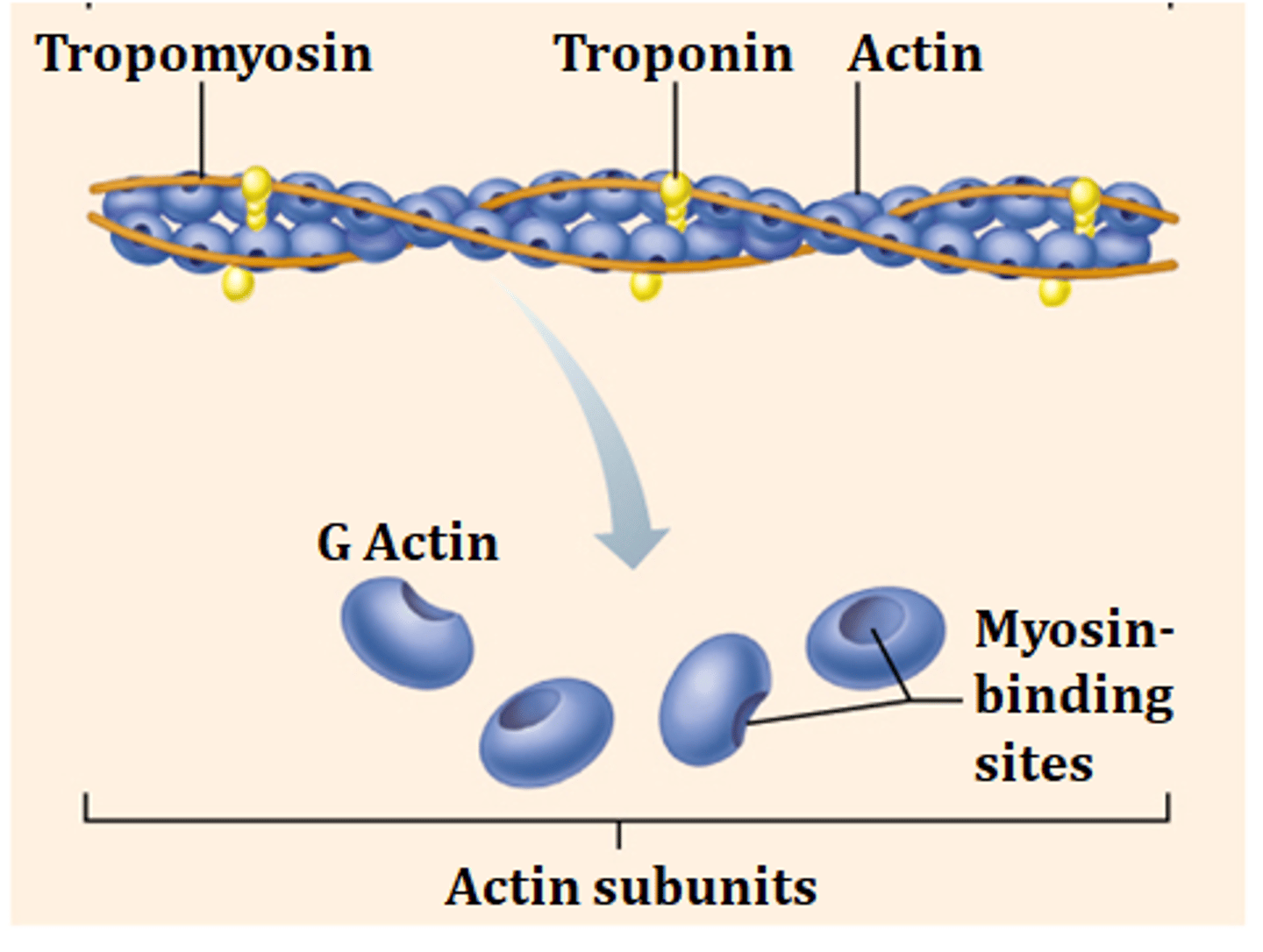 <p>tropomyosin</p>