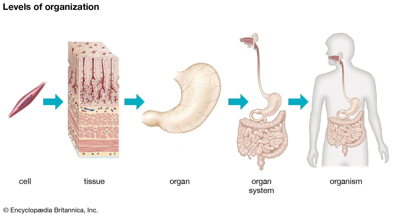 <p>1) Cell</p><p>2) Tissue</p><p>3) Organ</p><p>4) Organ System</p><p>5) Organism </p>