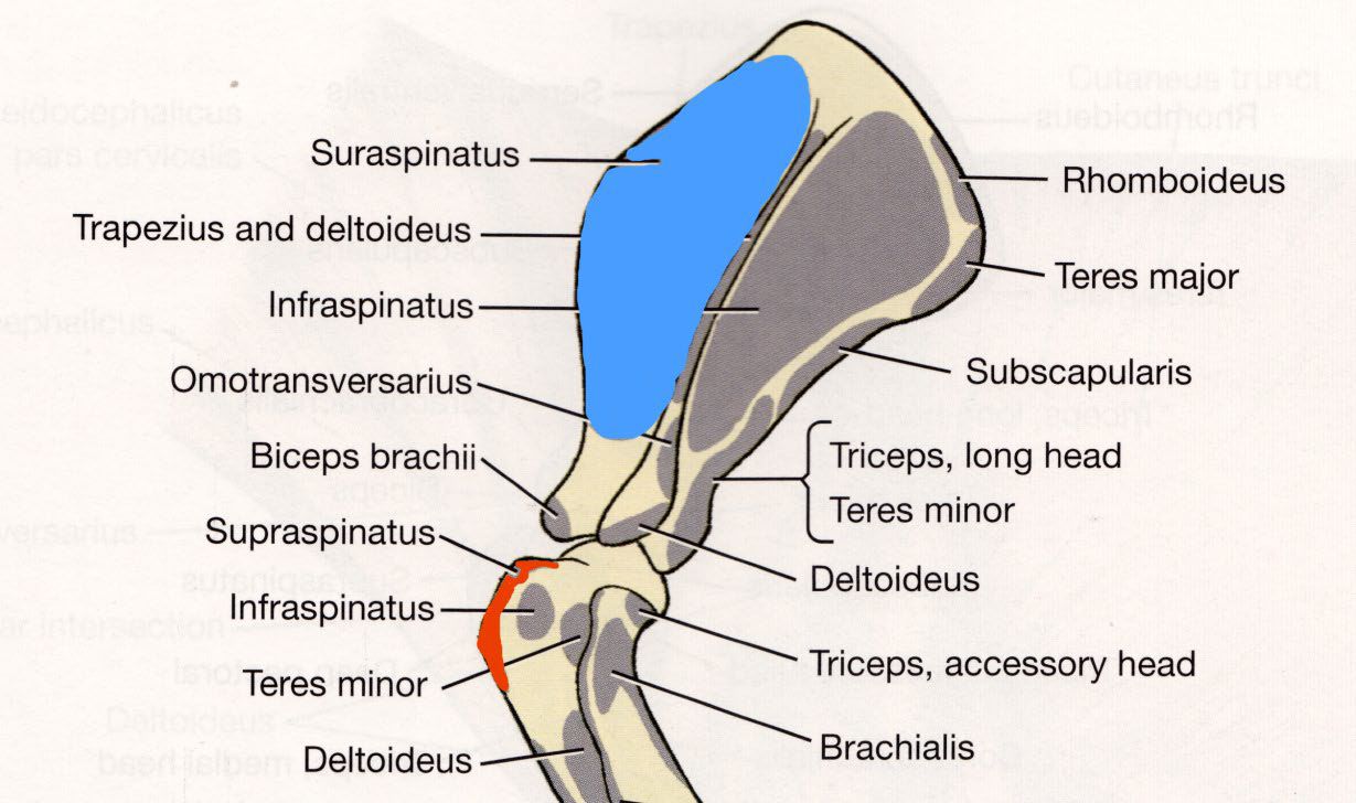 <p>supraspinous fossa</p>