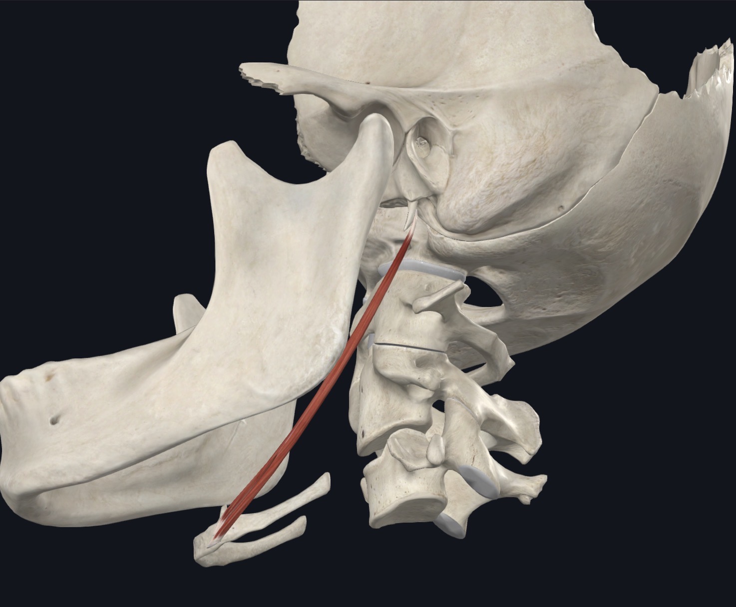 <p>Stylohyoid Nerve</p>
