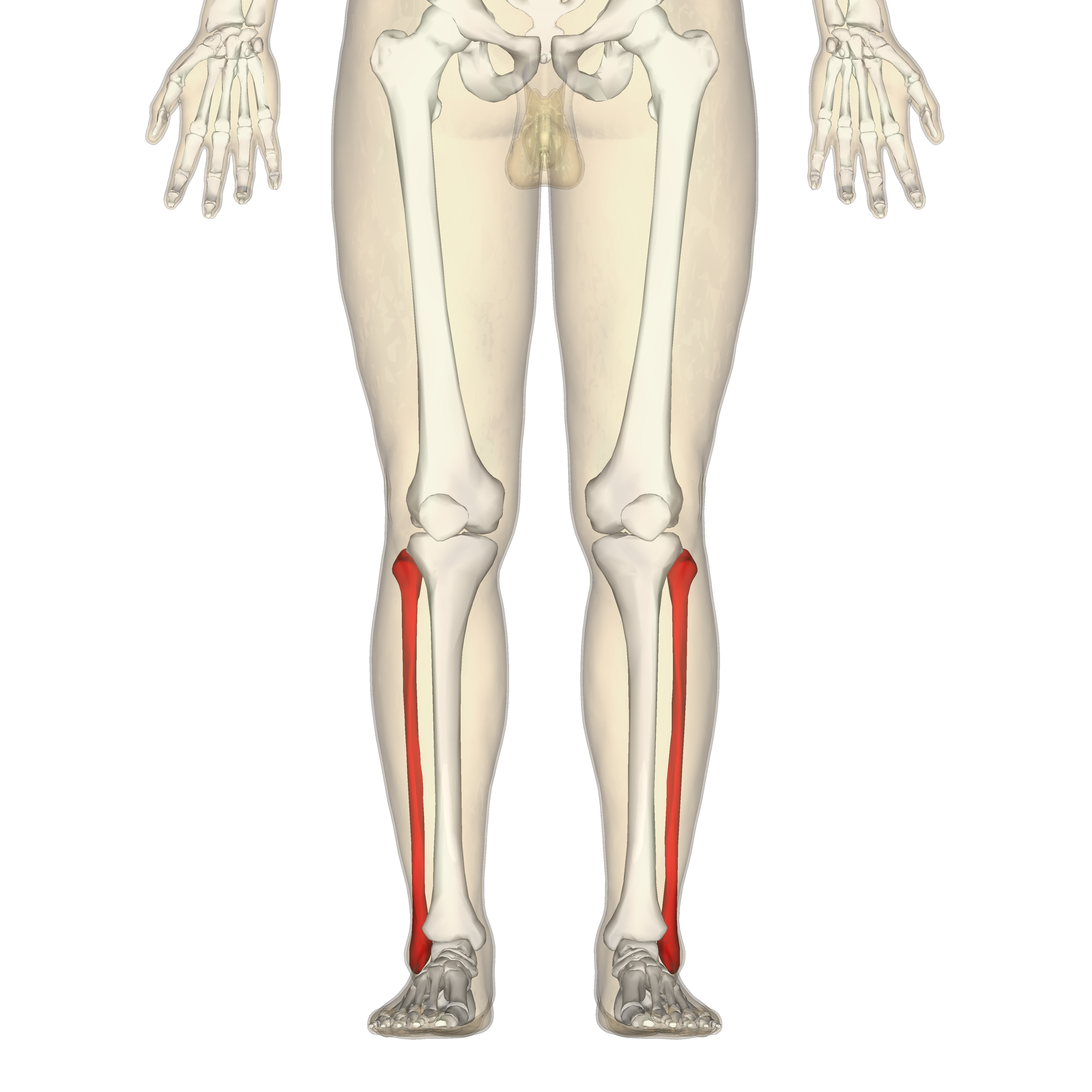 <p>The slender, lateral bone of the lower leg. ๐ VISUAL LOCATION: ๐ฆต The outside (lateral) part of the lower leg, buried under the calf muscle.</p><img src="https://upload.wikimedia.org/wikipedia/commons/thumb/b/b6/Fibula.png/500px-Fibula.png" data-width="50%" data-align="center" alt="Fibula Location" style="display: block; width: 50%; margin-left: auto; margin-right: auto;"><p></p>