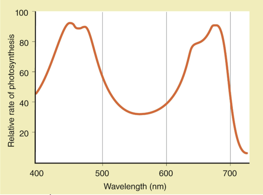 <p>action spectrum</p>