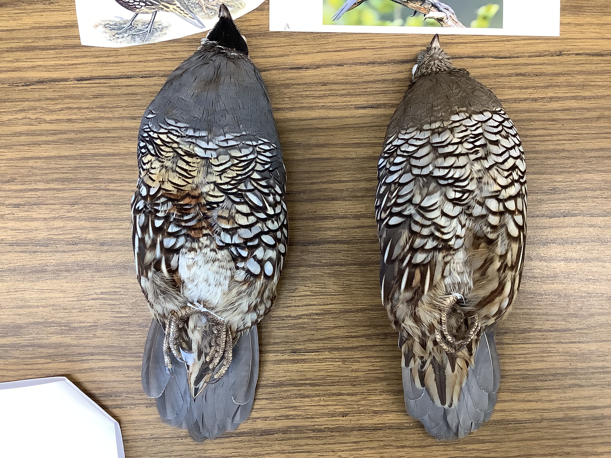 <p>Class Reptilia </p><p>Order Galliformes </p><p>California Quail </p>