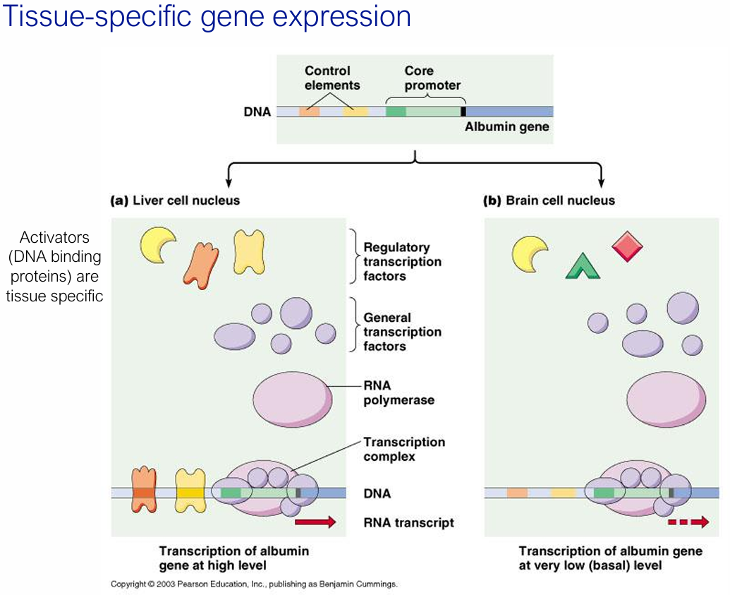 <p>Because different cell types express different sets of regulatory transcription factors that bind to <strong>control elements</strong></p><ul><li><p>For e.g. the albumin gene is transcribed at high levels in liver cells (which express the right activators) but only at <strong>basal levels</strong> in brain cells.</p></li></ul><p></p>