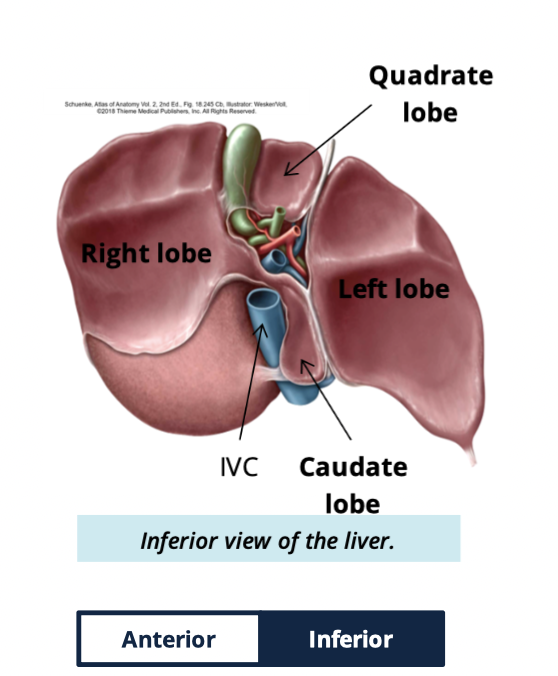 <ul><li><p>right</p></li><li><p>left</p></li><li><p>caudate</p></li><li><p>quadrate </p></li></ul><p></p>