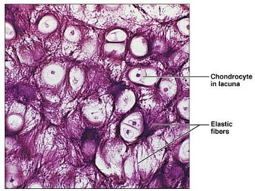 <p><strong>Identify the tissue. State its function and location.</strong></p>