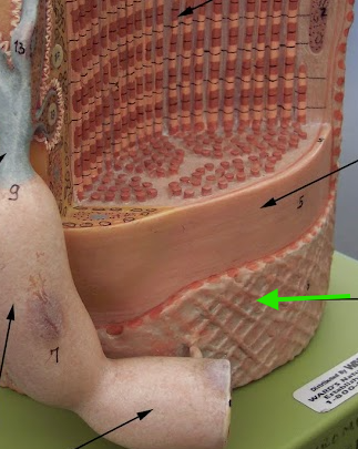 knowt flashcard image