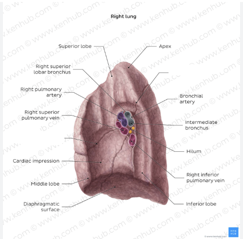 <p>Label the two missing fissures</p>