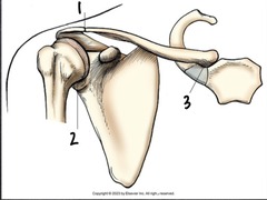 <p>Label the joints of the shoulder</p>