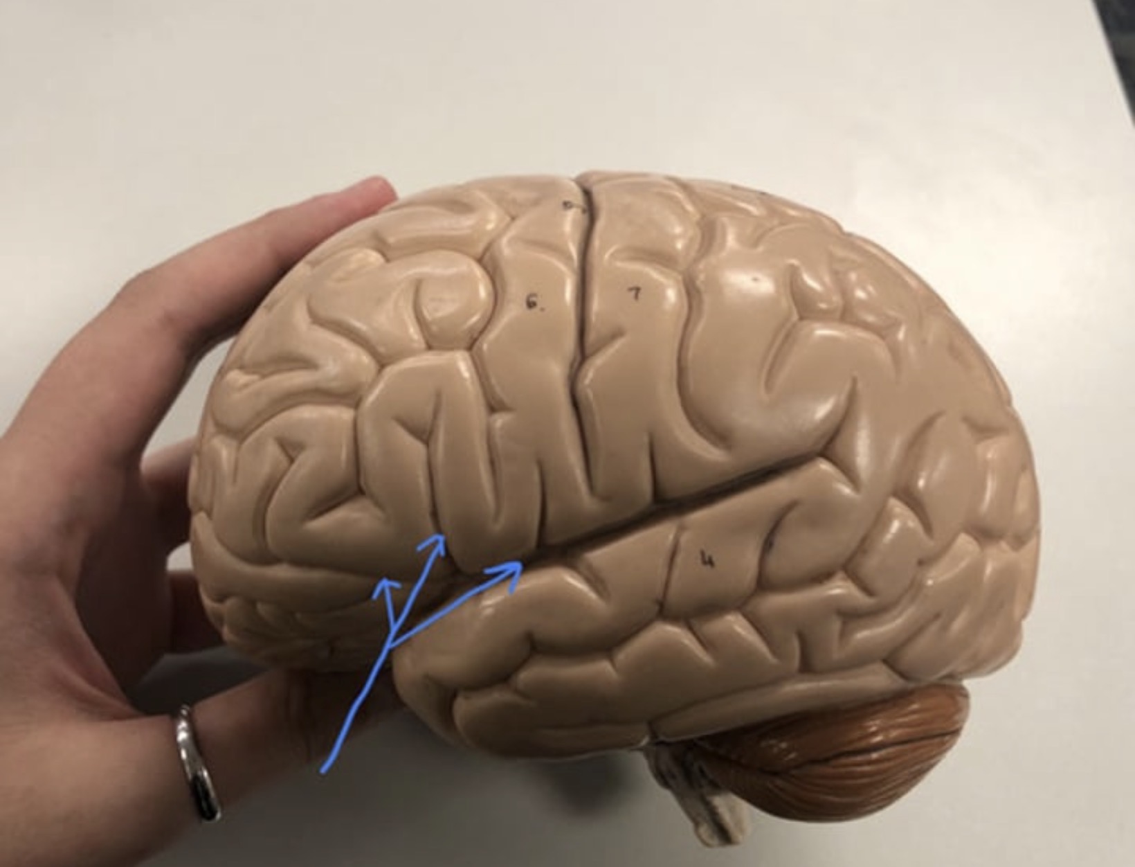 knowt flashcard image