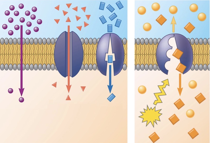 <p>Which one is simple diffusion?</p>