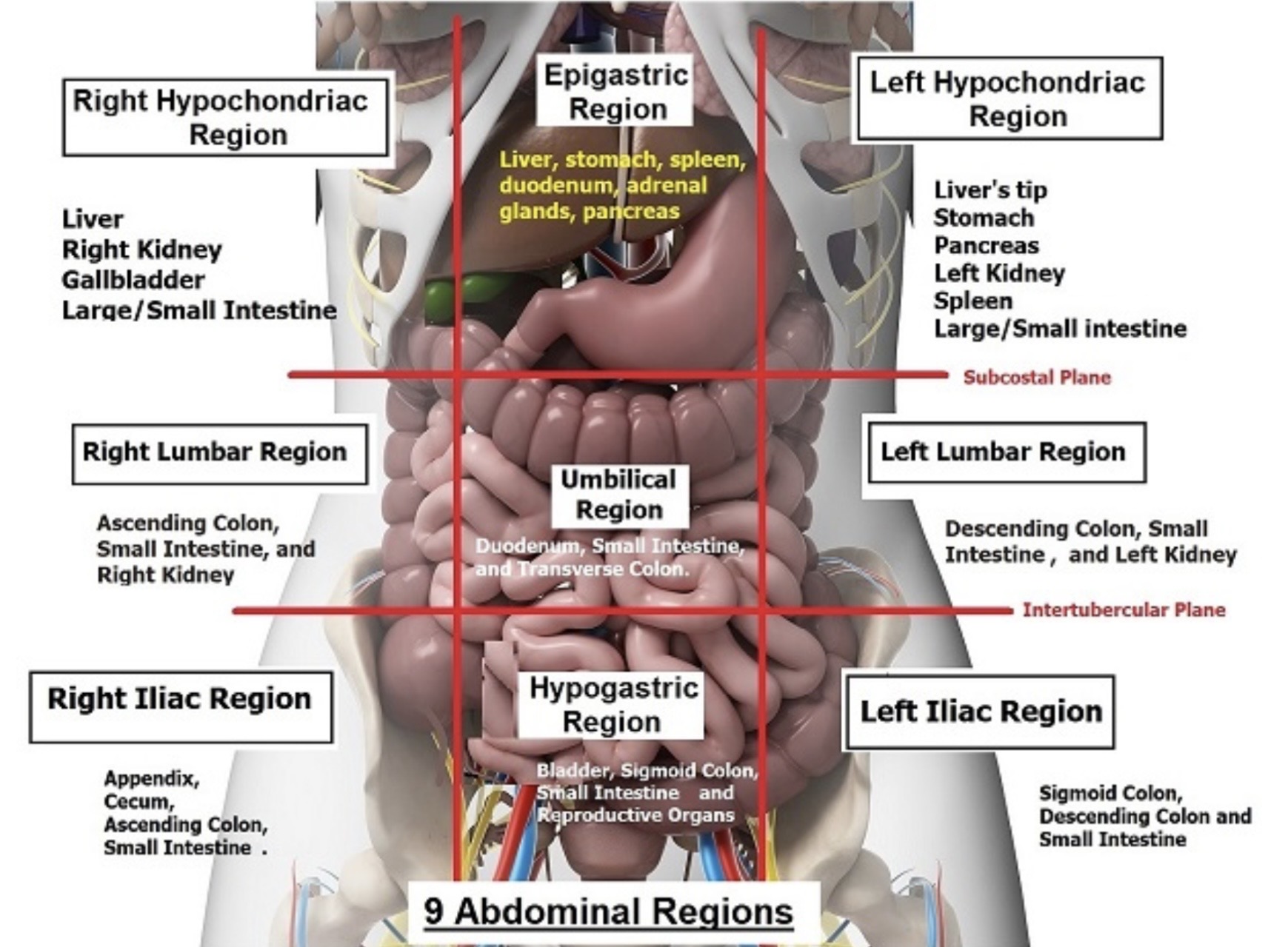 <p>Major organs in the epigastrium</p>