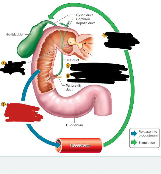 <p>gallbladder process step 2 </p>