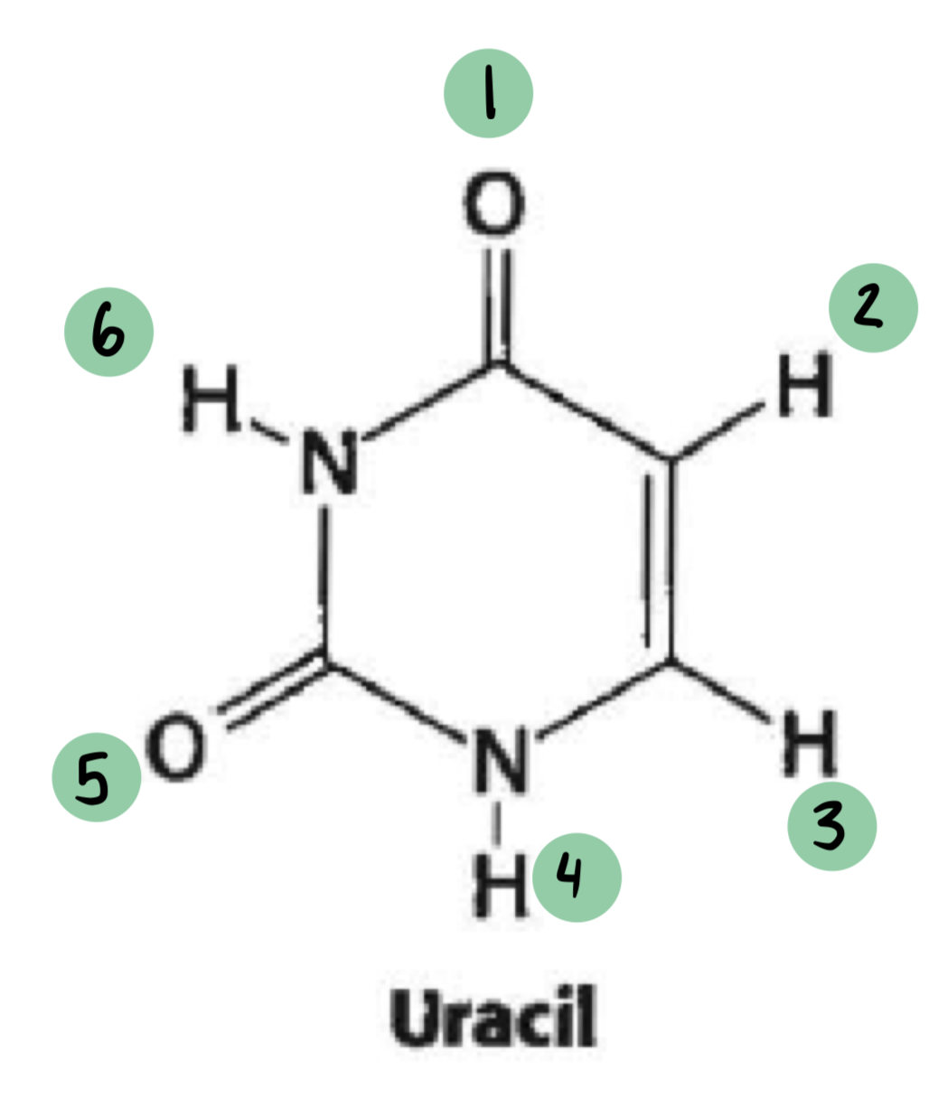 <p>which of these have a 𝛿- and which have a 𝛿+ (not all will have a charge)</p>