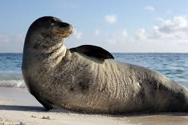 <p>Mediterranean Monk Seal</p>