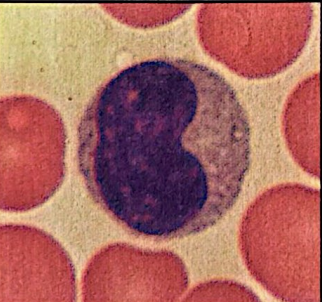 <p>monocytes (agranulocyte) </p>