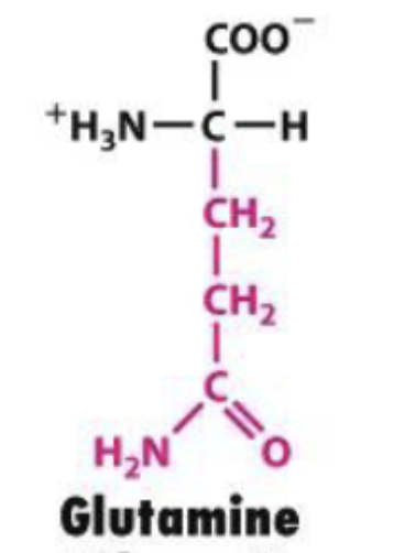 <p>Gln or Q</p>
