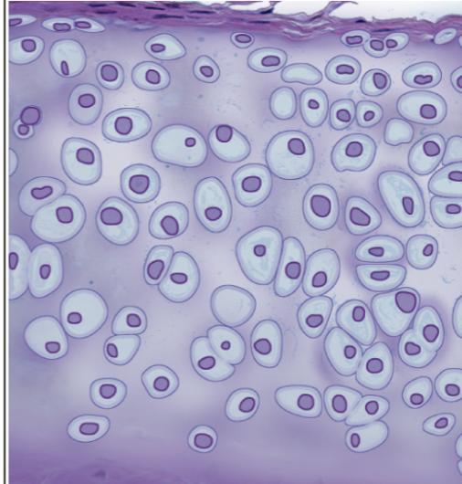 <p>This tissue type is</p>