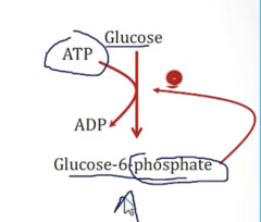 <p>- Hexokinase</p><p>- Glucokinase</p>