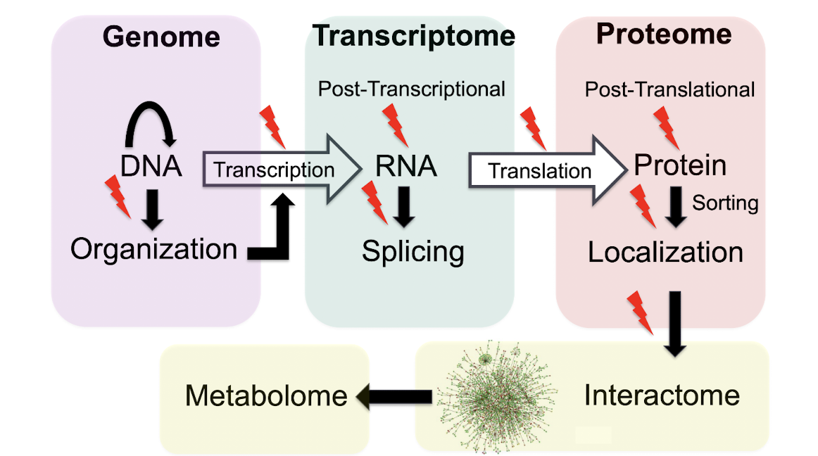 <ul><li><p>Genome: DNA</p></li><li><p>Transcriptome: the RNA</p></li><li><p>Proteome: the proteins</p></li><li><p>the bolt = places where we can do something to the DNA</p></li><li><p>Interactome: All the protein=protein interactions for the arrows</p></li><li><p>Metabolome: All the small molecule metabolites (all the other stuff)</p></li></ul><p></p>
