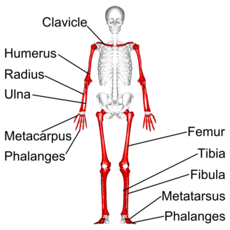 <p>body and two enlarged ends</p><p>ex: femur and humerus</p>
