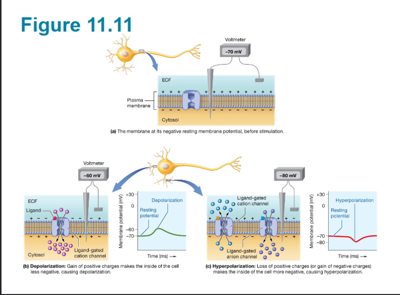<p><span style="background-color: transparent;">Opening a ligand-gated&nbsp; cat on Channel causing an influx of catons such as sodium, making membrane potential less negative</span></p>