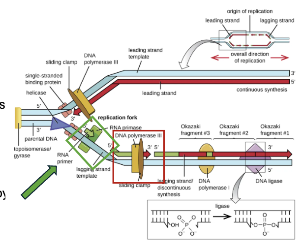 <p>explain and what is red and green </p>