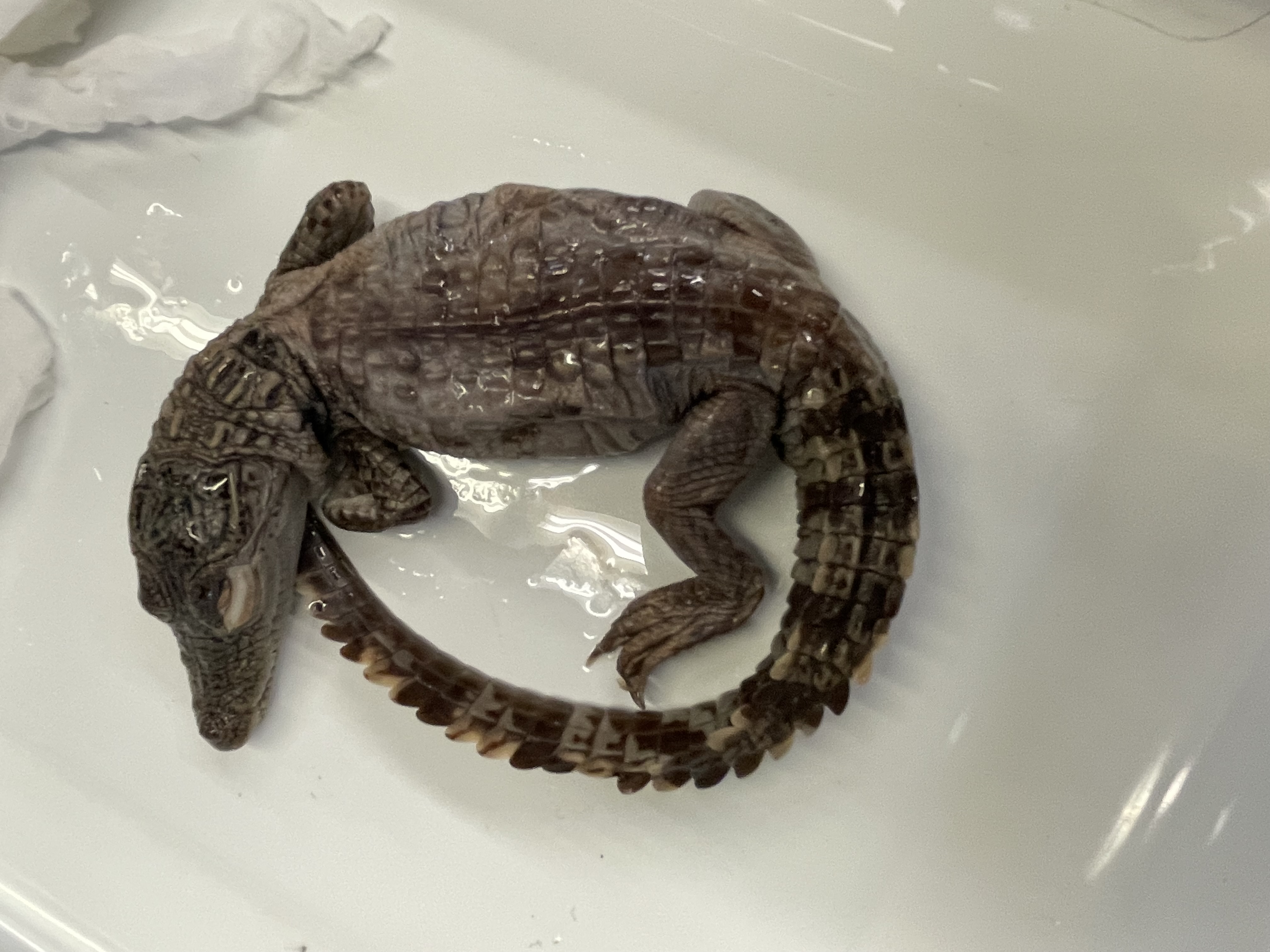 <p>Genus and species</p>