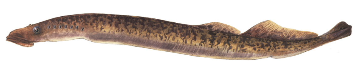 <ul><li><p>Invasive in the Great Lakes, native to Atlantic Ocean</p></li><li><p>2-4 ft in length</p></li><li><p>Parasitic, living off the body fluids of fish they attach to such as trout and salmon</p></li><li><p>Fun fact: Larvae burrow in sand in quiet water for 4-5&nbsp;years</p></li></ul><p></p>