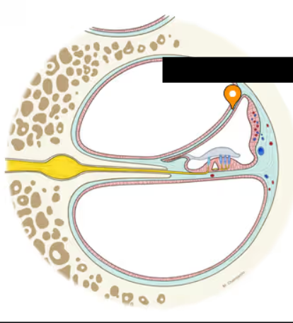 <p><span style="background-color: transparent;">A thin, fluid-secreting membrane that produces a fluid called endolymph. Located on the superior aspect of the cochlear duct. </span></p>