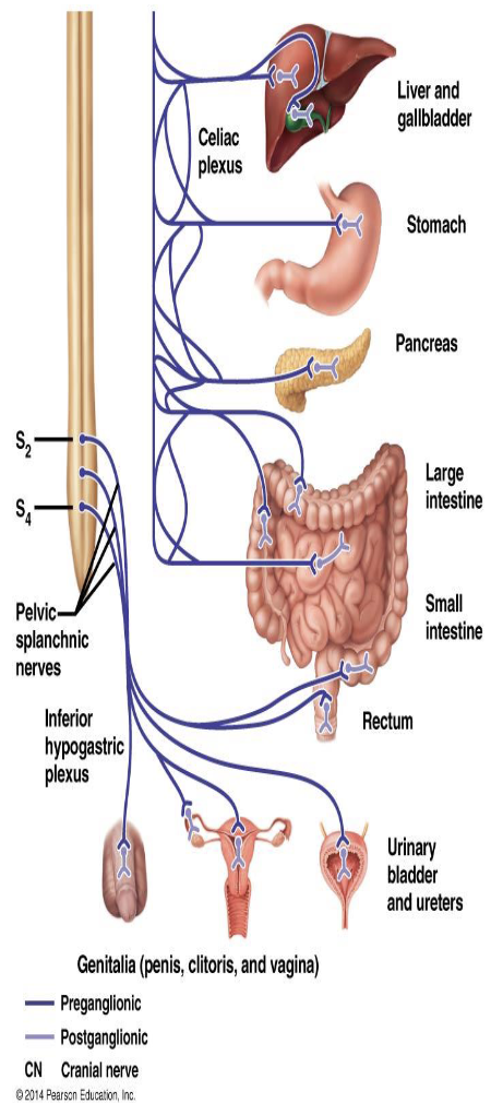 <ol><li><p>What plexus is associated with the parasympathetic sacral outflow?</p></li><li><p>What does the inferior hypogastric plexus innervate?</p></li></ol><p></p>