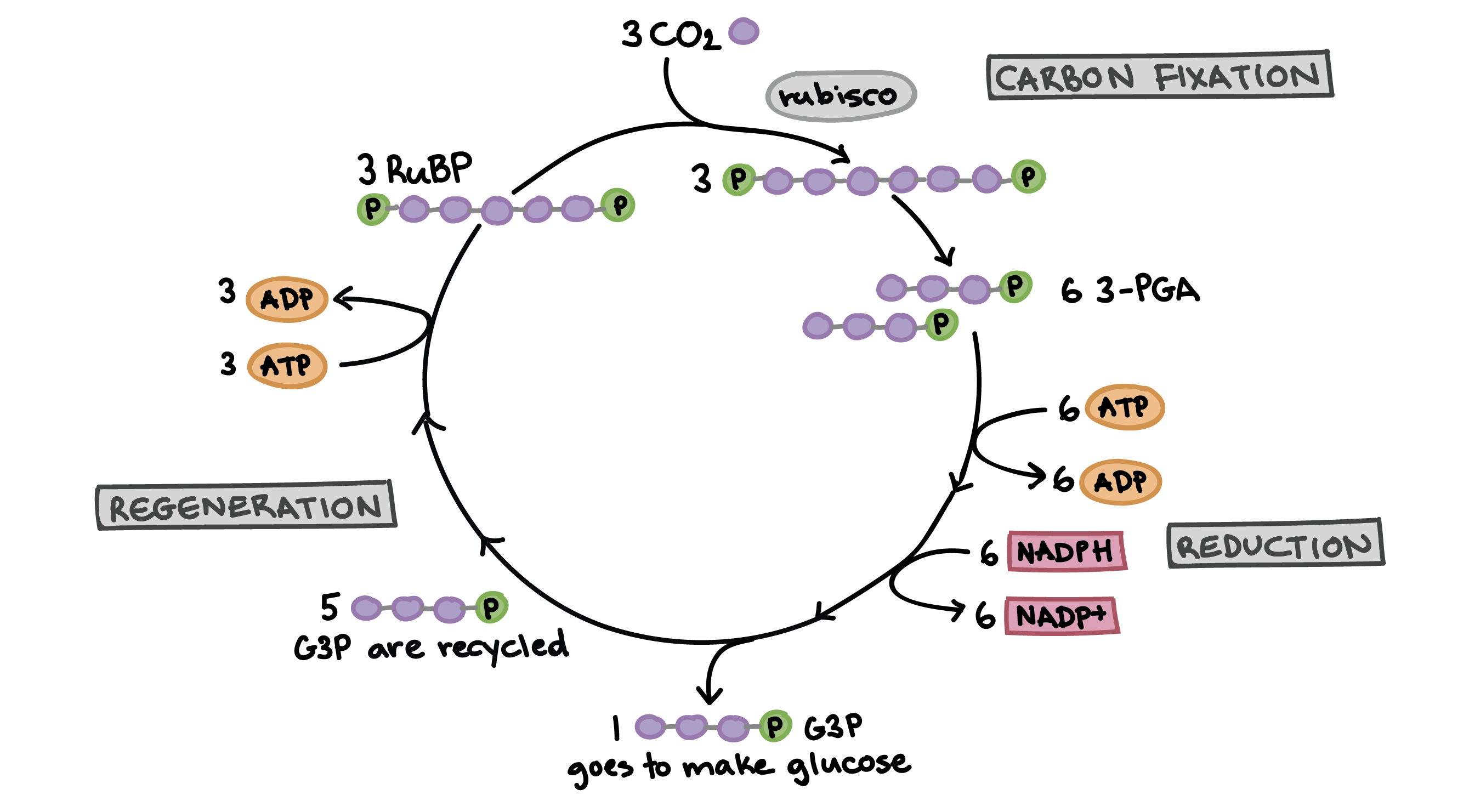 <p>Calvin Cycle</p>