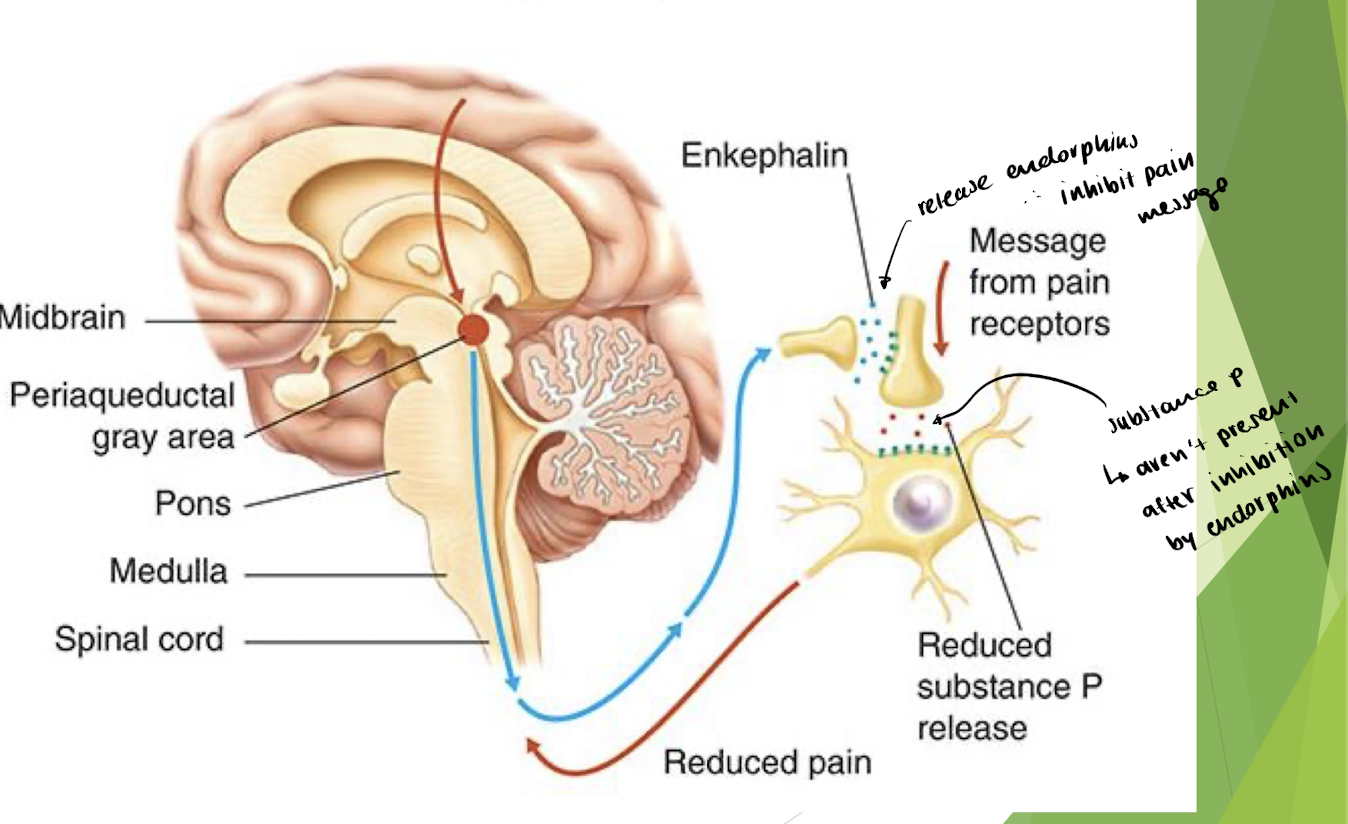 <p><u>Gate control theory</u> = pressure signals sent to the brain trigger an inhibitory message that’s sent to the spinal cord → closes a neural pain gate</p><ul><li><p>can still sense pain, but DONT perceive it </p></li><li><p>explains how endorphins work by inhibiting substance P (pain)</p></li></ul><p>     </p><p>        gate: <strong>Periaqueductal gray (PAG)</strong> = brain stem structure with endorphin              synapses + where opioids act + where the inhibitory message is sent</p><p>→ endorphins are released here → inhibits release of substance P → closed pain gate</p><p></p><p>notes:</p><ul><li><p>women have less receptors @ PAG → less pain relief from opioids </p></li><li><p>there are multiple neural origins for activating the endorphin circuit </p></li><li><p>PAG has cannabinoid receptors → weed has pain relief </p></li></ul><p></p>