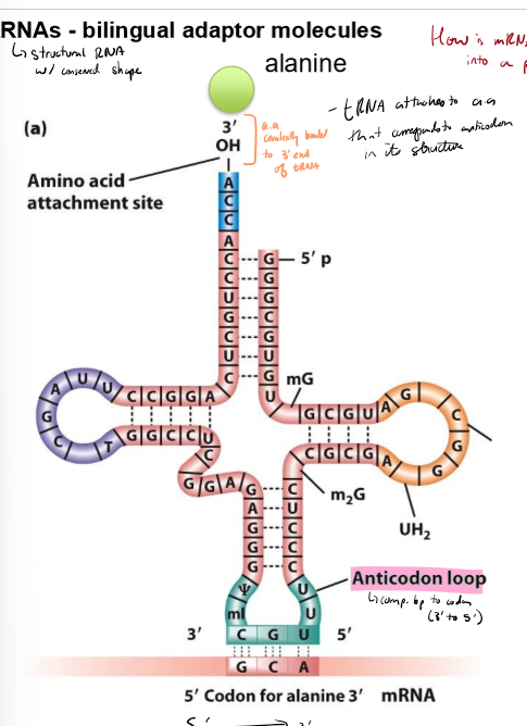 <p>Describe tRNAs</p>