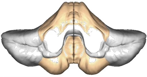 <p><span>What does the monkey weight experiment show about the spinocerebellum?</span></p>