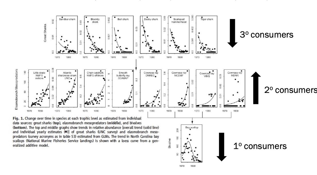 <ul><li><p>changes in apex predator pop abundance → cascading effects that reach food webs</p></li><li><p><span style="background-color: inherit; line-height: 19.55px; color: windowtext;">Killing apex predators</span><span style="line-height: 19.55px; color: windowtext;">&nbsp;</span></p></li><li><p class="Paragraph SCXO234121822 BCX0" style="text-align: left;"><span style="background-color: inherit; line-height: 19.55px; color: windowtext;">Sharks</span><span style="line-height: 19.55px; color: windowtext;">&nbsp;</span></p><ul><li><p class="Paragraph SCXO234121822 BCX0" style="text-align: left;"><span style="background-color: inherit; line-height: 19.55px; color: windowtext;">Second degree consumer -> 1 degree etc can impact nutrients</span><span style="line-height: 19.55px; color: windowtext;">&nbsp;</span></p><ul><li><p class="Paragraph SCXO234121822 BCX0" style="text-align: left;"><span style="background-color: inherit; line-height: 19.55px; color: windowtext;">Producers add nutrients to food web</span><span style="line-height: 19.55px; color: windowtext;">&nbsp;</span></p></li></ul></li><li><p class="Paragraph SCXO234121822 BCX0" style="text-align: left;"><span style="background-color: inherit; line-height: 19.55px; color: windowtext;">Killing sharks</span><span style="line-height: 19.55px; color: windowtext;">&nbsp;</span></p></li></ul></li><li><p class="Paragraph SCXO234121822 BCX0" style="text-align: left;"><span style="background-color: inherit; line-height: 19.55px; color: windowtext;">Prey of sharks going up -> scallops (filter feeders) go down</span><span style="line-height: 19.55px; color: windowtext;">&nbsp;</span></p><ul><li><p class="Paragraph SCXO120020637 BCX0" style="text-align: left;"><span style="background-color: inherit; line-height: 19.55px; color: windowtext;">Changing the amnt of things in water column by inc secondary consumers?</span><span style="line-height: 19.55px; color: windowtext;">&nbsp;</span></p></li></ul></li></ul><p></p>