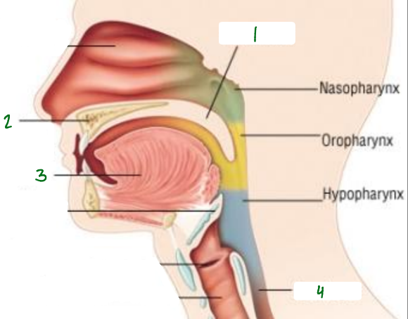 <p>What is 3 pointing to?</p>