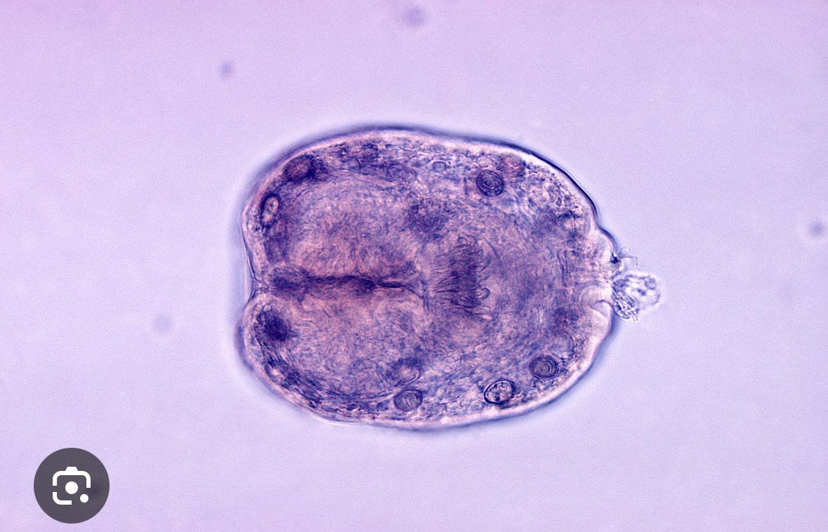 <p>In _____ every protoscolex when ingested can develop into an adult tapeworms</p>