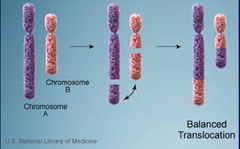 <p>- Two non-homologous chromosomes break and exchange fragments</p><p>- Balanced → but infertility in carriers (normally not passed to offspring)</p>