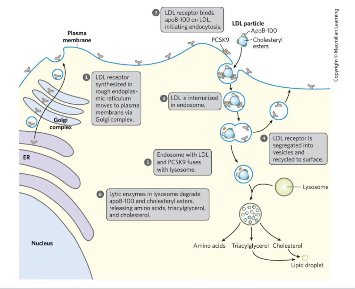 <ol><li><p>LDL receptor moves to plasma membrane via Golgi complex</p></li><li><p>LDL receptor binds to apoB-100 on LDL → endocytosis initiated</p></li><li><p>LDL goes into endosome</p></li><li><p>LDL receptor is recycled to the surface</p></li><li><p>Endosome with LDL and PCSK9 fuses with lysosome</p></li><li><p>Enzymes in lysosome degrade apoB-100 and cholesteryl esters → amino acids triglyceride, and cholesterol released</p></li></ol><p></p>