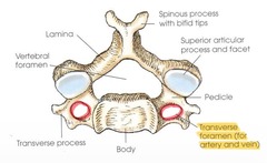 <p>transmits the vertebral artery to the brain of C-1 through C-7</p>