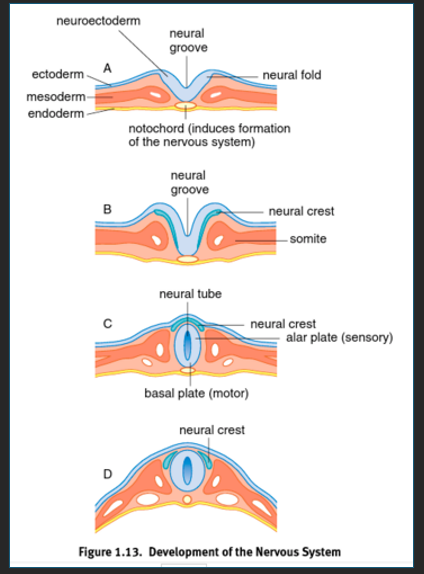 <p><span style="line-height: 107%;"><strong><span>Neurulation</span></strong><span> occurs when a furrow is produced from ectoderm overlying the notochord and consists of the neural groove and two neural folds. As the neural folds grow, the cells at their leading edge are called neural crest cells. When the neural folds fuse, this creates the neural tube, which will form the CNS. ﻿﻿</span></span><span style="font-family: Aptos, sans-serif; line-height: 107%;"><span>The </span><strong><span>neural crest cells</span></strong><span> spread out throughout the body, differentiating into many different tissues</span></span></p>