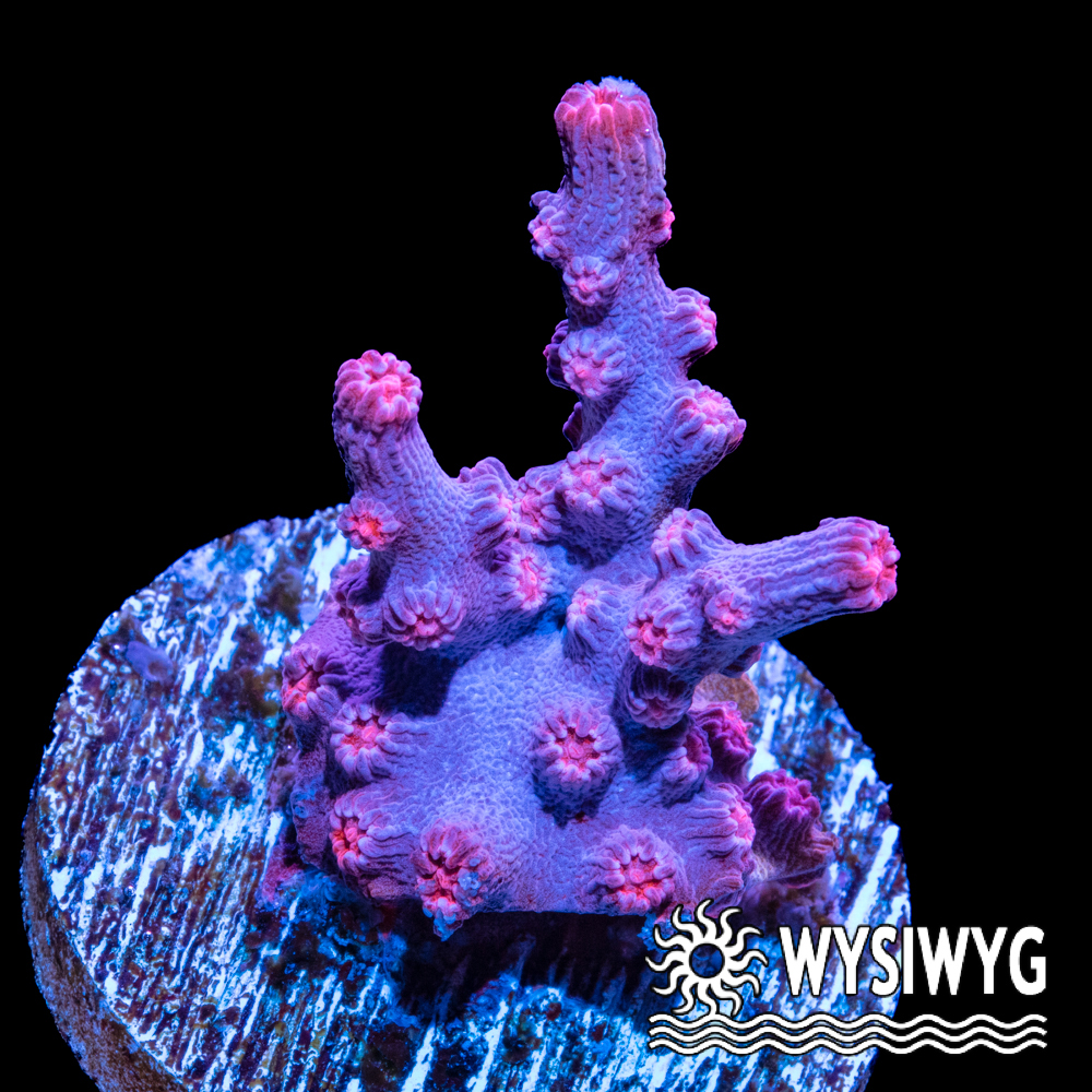 <p>Branching coral featuring prominent, tubular axial corallites.</p>