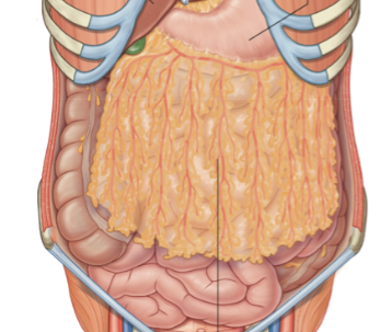 <p>Large mesentary that drapes down from the stomach to the transverse colon (first thing you would see upon cutting into the abdominal cavity). Has temperature control and immunological function </p>
