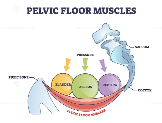 <p>Pelvic floor</p>