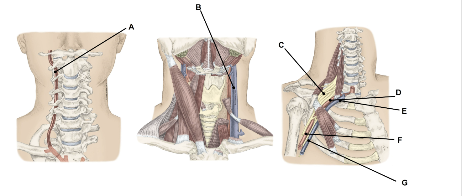 <p>Match the appropriate term with the landmark or structure </p>