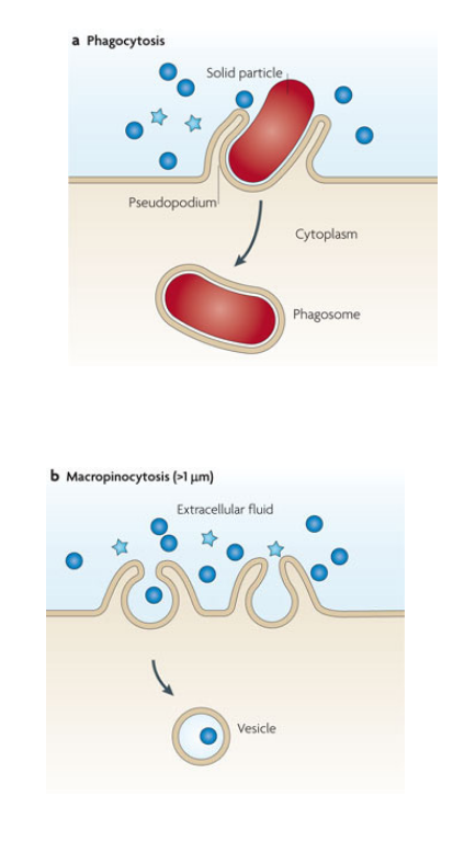 <ul><li><p>Mainly used by the immune system</p></li><li><p>Cell eating</p><ul><li><p>ingestion particles</p></li><li><p>Specialized cells (neutrophils, macrophages)</p></li></ul></li><li><p>Cell drinking</p><ul><li><p>ingestion of drops or small particles (<1 micrometer)</p></li><li><p>Almost all cells</p></li></ul></li></ul><p></p>